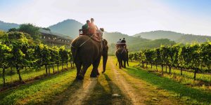 Région viticole de Thaïlande.